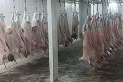 نظارت دامپزشکی طرقبه و شاندیز بر ذبح بیش از ۹۰ راس دام نذری